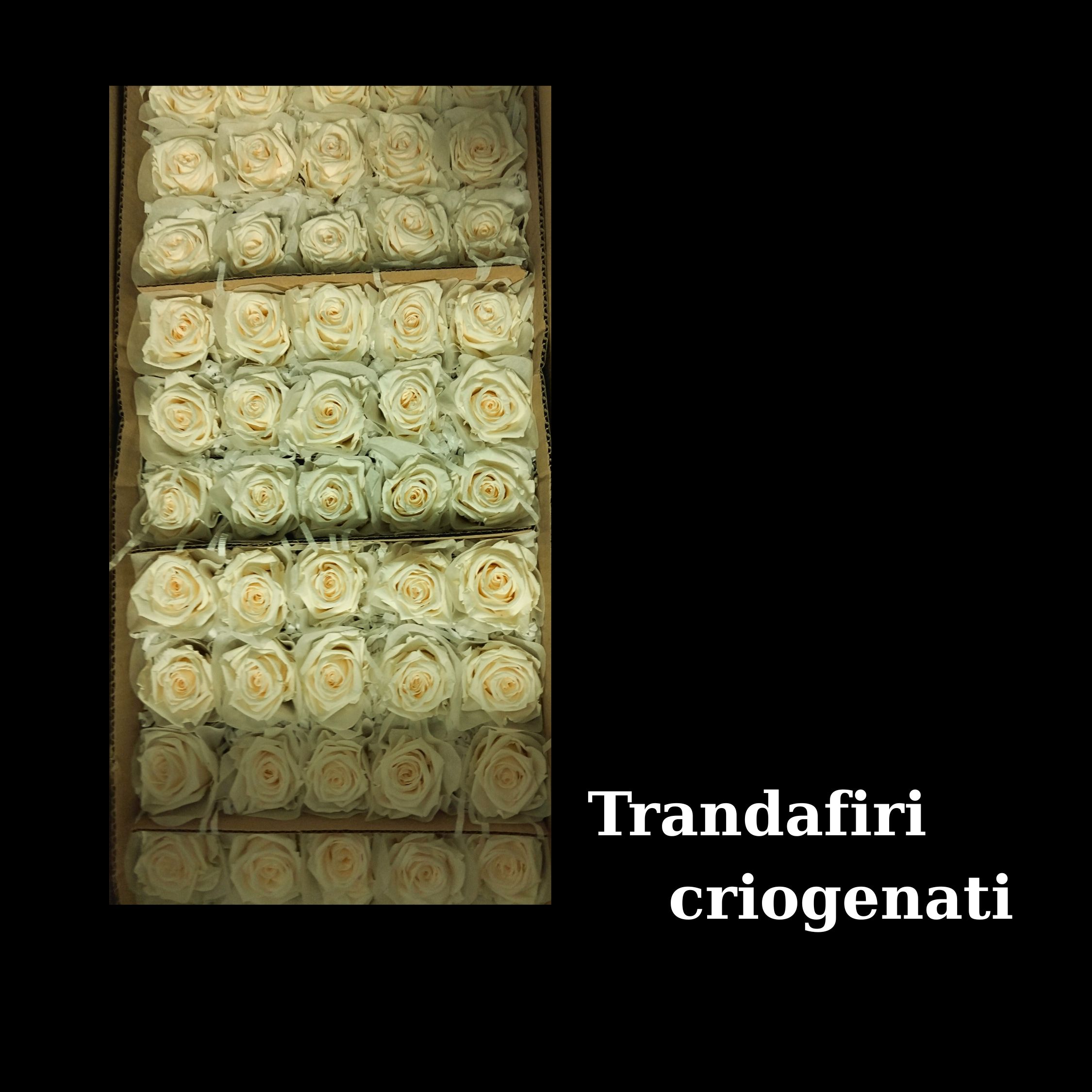 Trandafiri Criogenati
